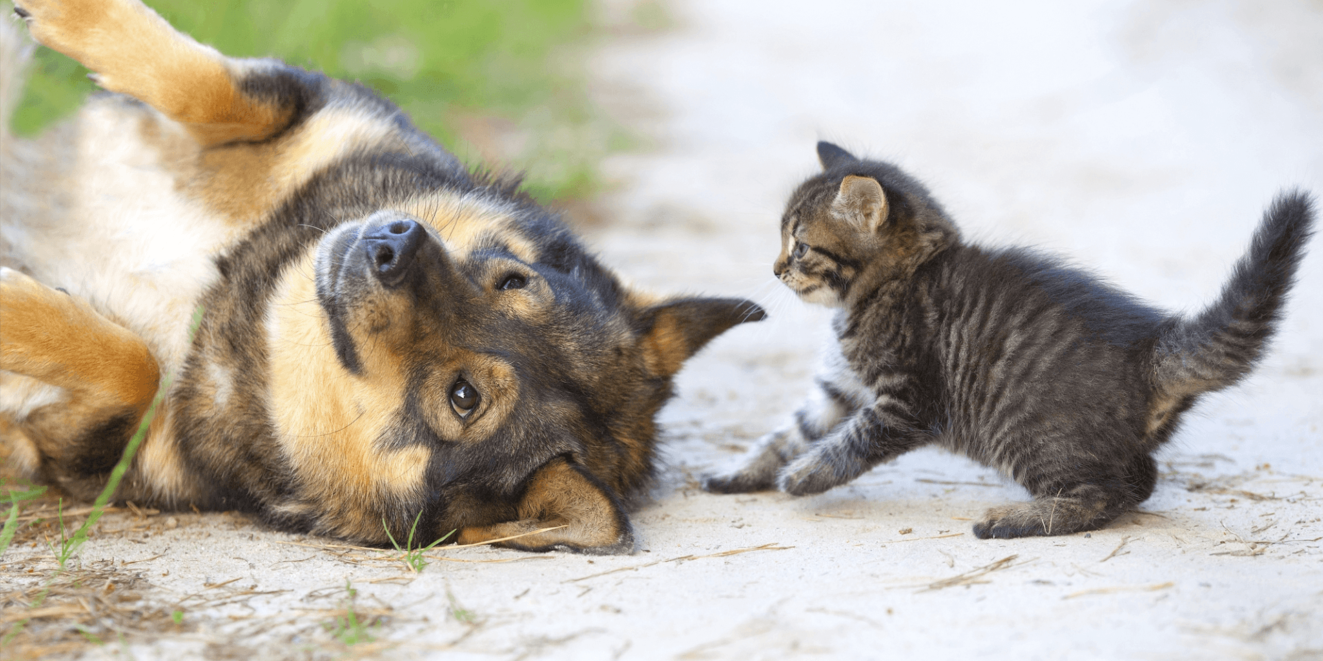 Dog and kitten receiving small animal veterinary care at Blue Mountain Veterinary Hospital