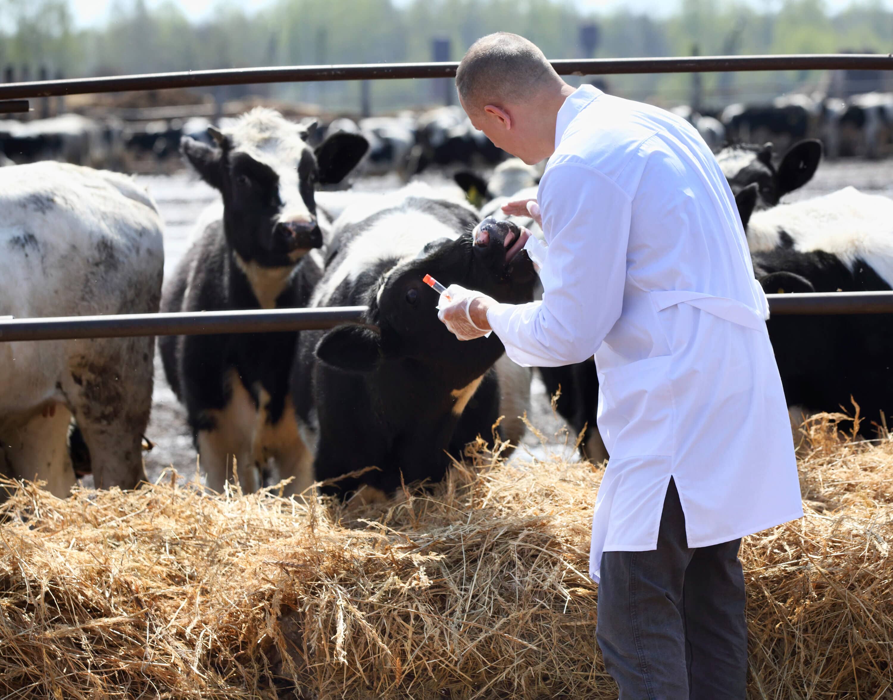 Veterinarian providing large animal care for cattle at Blue Mountain Veterinary Hospital